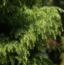 Japanische Sicheltanne Viridis 60-80cm - Cryptomeria Japonica