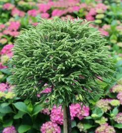 Hochstamm Japanische Sicheltanne Little Diamond 80-100cm - Cryptomeria Japonica