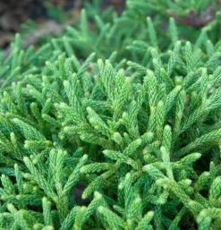 Hochstamm Zwerg Sicheltanne Little Champion 80-100cm - Cryptomeria Japonica