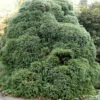 Japanische Sicheltanne Monstrosa Nana 25-30cm - Cryptomeria Japonica -NR-01 Verkäufe Cryptomeria japonica Monstrosa Nana