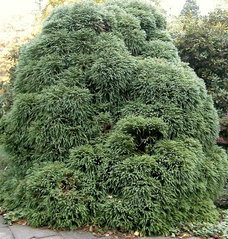 Japanische Sicheltanne Monstrosa Nana 25-30cm - Cryptomeria Japonica 3 Japanische Sicheltanne Monstrosa Nana 25-30cm - Cryptomeria Japonica