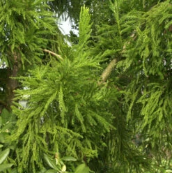 Hahnenkamm Sicheltanne Cristata 25-30cm - Cryptomeria Japonica