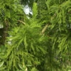 Hahnenkamm Sicheltanne Cristata 80-100cm - Cryptomeria Japonica