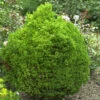 Zwerg Kugelsicheltanne 20-25cm - Cryptomeria Japonica -NR-01 Verkäufe Cryptomeria japonicaVilmoriana