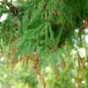 Sicheltanne 40-60cm - Cryptomeria Japonica
