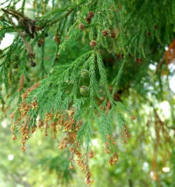 Sicheltanne 40-60cm - Cryptomeria Japonica