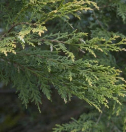 Baumzypresse Tweeduizendeen 40-60cm - Cupressocyparis Leylandii