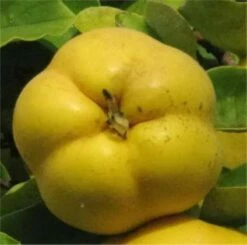 Apfelquitte 60-80cm - Cydonia Oblonga