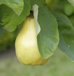 Birnen Quitte Reas Mammoth 60-80cm - Cydonia Oblonga