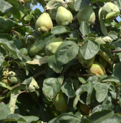 Birnen Quitte Bereczki 60-80cm - Cydonia Oblonga