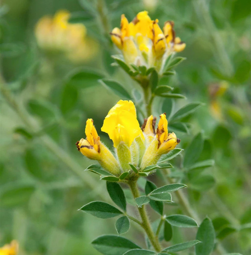 Alpen Ginster 20-30cm - Cytisus Falcatus 3 Alpen Ginster 20-30cm - Cytisus Falcatus