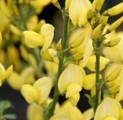 Niedriger Elfenbeinginster 20-30cm - Cytisus Kewensis