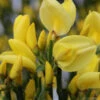 Elfenbein Ginster Allgold 30-40cm - Cytisus Praecox -NR-01 Verkäufe Cytisus praecox Allgold 2