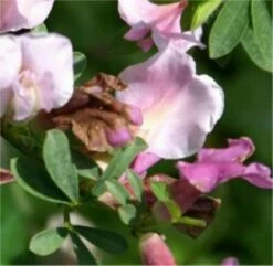 Purpurginster 20-30cm - Cytisus Purpureus