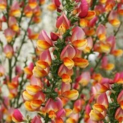 Schmuckginster Criterion 60-80cm - Cytisus Scoparius