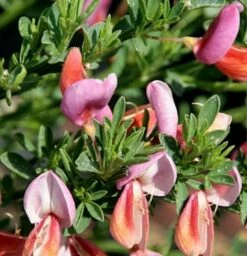 Edelginster Frisia 40-60cm - Cytisus Scoparius