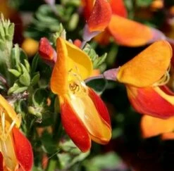 Edelginster Fulgens 40-60cm - Cytisus Scoparius