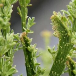 Schmuckginster Gelber Funken 40-60cm - Cytisus Scoparius