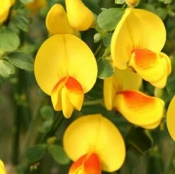 Schmuckginster Jessica 40-60cm - Cytisus Scoparius