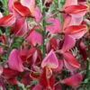 Besenginster Roter Favorit 40-60cm - Cytisus Scoparius 1 Besenginster Roter Favorit 40-60cm - Cytisus Scoparius -NR-01 Verkäufe Cytisus scoparius Roter Favorit