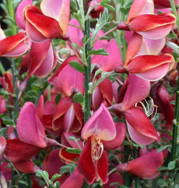 Besenginster Roter Favorit 40-60cm - Cytisus Scoparius 3 Besenginster Roter Favorit 40-60cm - Cytisus Scoparius