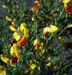 Schmuckginster Firefly 60-80cm - Cytisus Scoparius