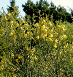 Duftender Kriechginster 20-25cm - Cytisus Beanii