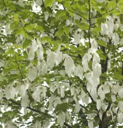 Taubenbaum Taschentuchbaum 60-80cm - Davidia Involucrata Vilmoriniana