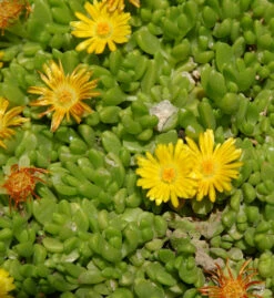 Gelbes Mittagsblümchen - Delosperma Nubigenum