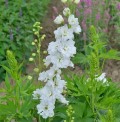 Rittersporn Jupiter White - Großer Topf - Delphinium Cultorum