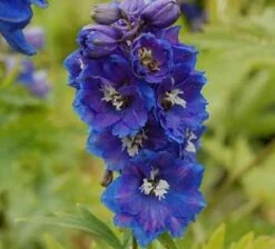 Rittersporn Blauer Zwerg - Delphinium Grandiflorum