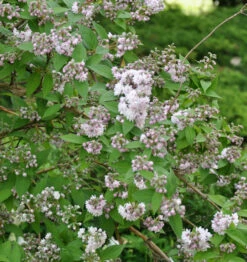 Maiblumenstrauch Raspberry Sundae® 20-30cm - Deutzia