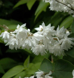 Gefüllter Sternchenstrauch Candidissima 80-100cm - Deutzia Scabra