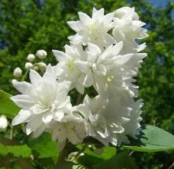 Gefüllter Sternchenstrauch Pride Of Rochester 100-125cm - Deutzia Scabra