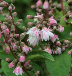 Gefüllter Sternchenstrauch 60-80cm - Deutzia Scabra Plena