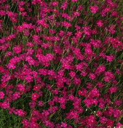 Heidennelke Brilliant - Dianthus Deltoides