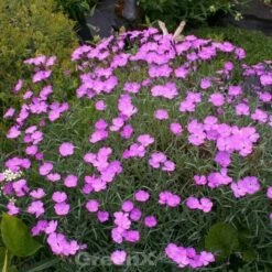 Pfingstnelke Blauigel - Dianthus Gratianopolitanus