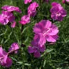Pfingstnelke Eydangeri - Dianthus Gratianopolitanus -NR-01 Verkäufe Dianthus gratianopolitanus Eydangeri
