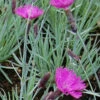 Pfingstnelke Feuerhexe - Dianthus Gratianopolitanus -NR-01 Verkäufe Dianthus gratianopolitanus Feuerhexe