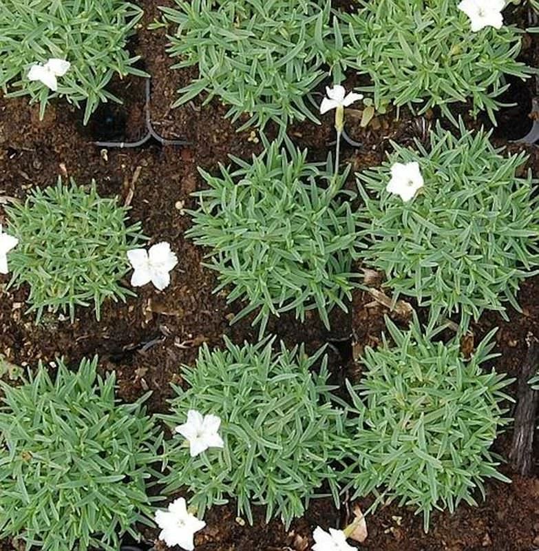 Pfingstnelke La Bourboule Albus - Dianthus Gratianopolitanus 3 Pfingstnelke La Bourboule Albus - Dianthus Gratianopolitanus