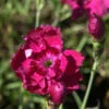 Pfingstnelke Rotkäppchen - Dianthus Gratianopolitanus 2 Pfingstnelke Rotkäppchen - Dianthus Gratianopolitanus -NR-01 Verkäufe Dianthus gratianopolitanus Rotkppchen 1