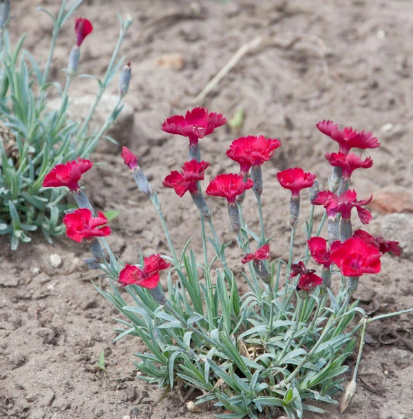 Pfingstnelke Rubin - Dianthus Gratianopolitanus 3 Pfingstnelke Rubin - Dianthus Gratianopolitanus
