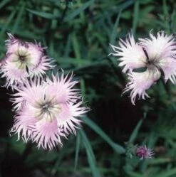 Montpellier Nelke - Dianthus Monspessulanus