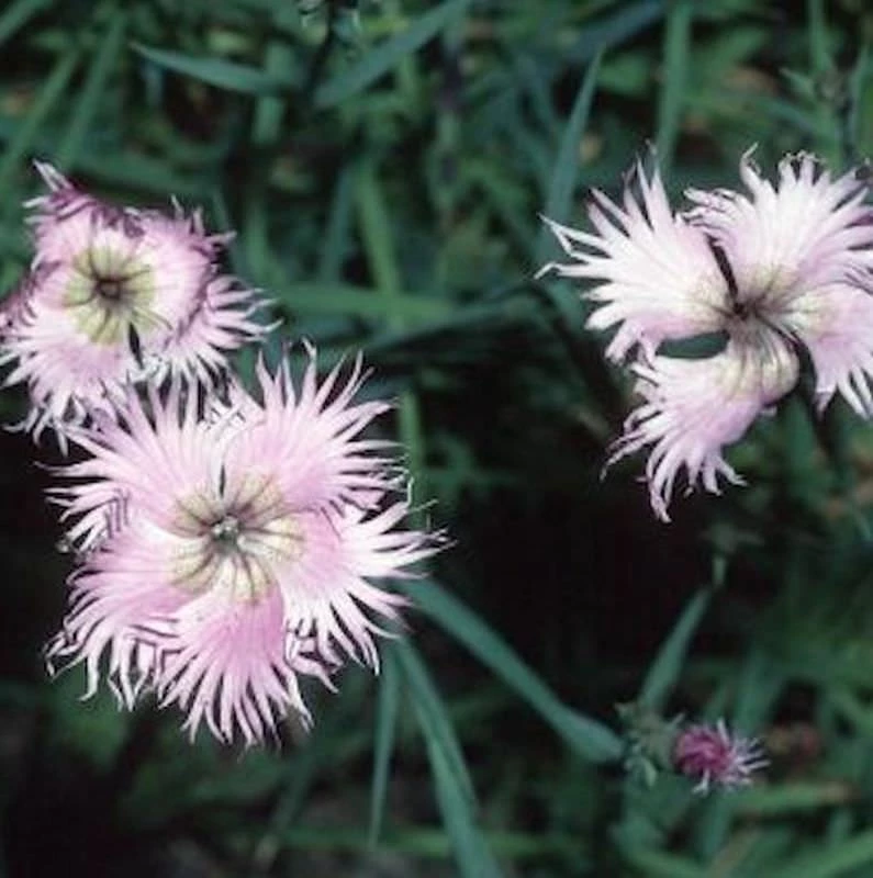 Montpellier Nelke - Dianthus Monspessulanus 3 Montpellier Nelke - Dianthus Monspessulanus