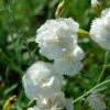 Federnelke Haytor White - Dianthus Plumarius 2 Federnelke Haytor White - Dianthus Plumarius -NR-01 Verkäufe Dianthus plumarius Haytor White