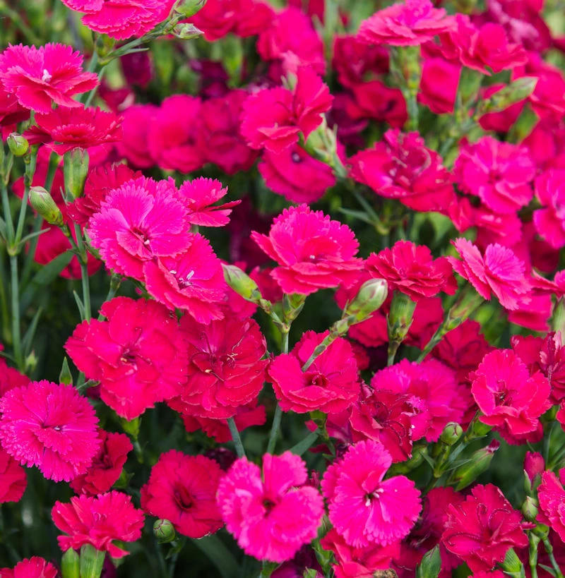 Federnelke Whatfield Magenta - Dianthus Plumarius 3 Federnelke Whatfield Magenta - Dianthus Plumarius