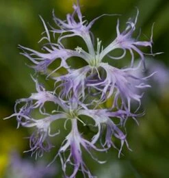 Prachtnelke - Dianthus Superbus