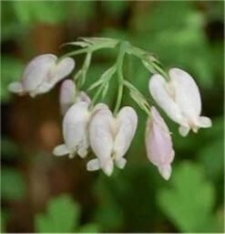 Zwergherzblume Aurora - Dicentra Formosa