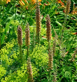 Fingerhut - Digitalis Ferruginea