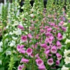 Fingerhut Arctic Fox Rose - Großer Topf - Digitalis Purpurea